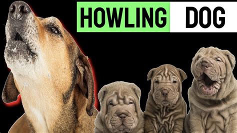 Puppy Howling To Make Your Dog Howl | Sound Effect - YouTube