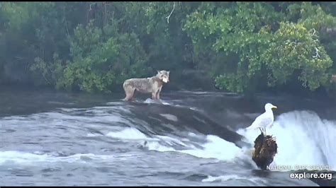 Wolf at the falls - Brooks Falls Cam Alaska 2020 07 05 - YouTube