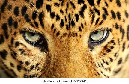 54,372 Leopard Eyes Images, Stock Photos, and Vectors | Shutterstock