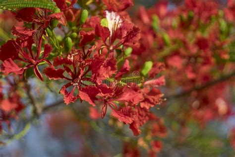 Gulmohar Flower In White Background. A Gulmohar Tree Is An Ornamental Tree That Is ...