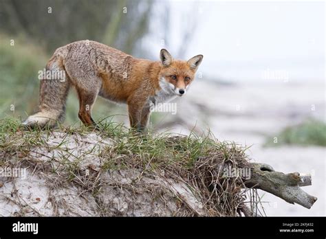 standing Red Fox Stock Photo - Alamy