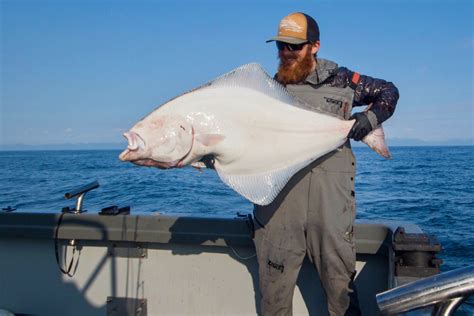 Halibut Season Alaska 2024 - Agace Sallee