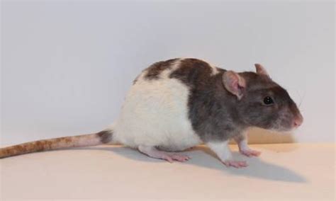 Pet Black Hooded Rat Needs A New Home ...PETS ONLY!!! for Sale in Hometown, Pennsylvania ...