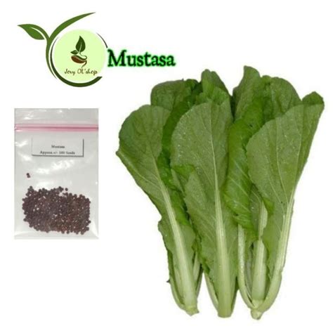 Mustasa Seeds Vegetable Seeds | Lazada PH