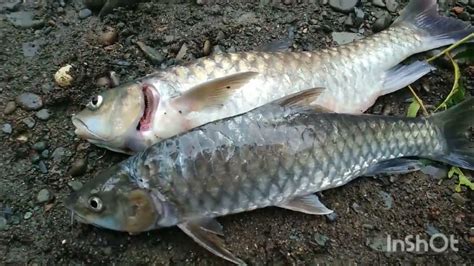 masang jaring ikan di sungai dapat ikan jelawat besar besar - YouTube