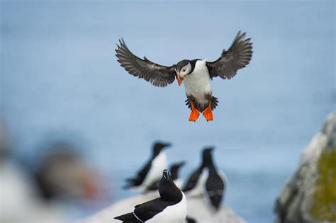 Weekly Photography Assignment: Wildlife Action - Nature TTL