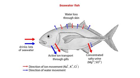 Salt regulation in freshwater and seawater fishes - Blogionik