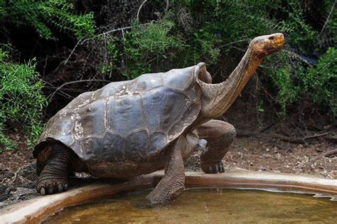 Giant Galápagos tortoise facts, adaptations, habitat & evolution