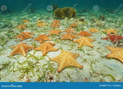 Cluster Of Starfish Underwater On Ocean Floor Stock Photo - Image: 48877712