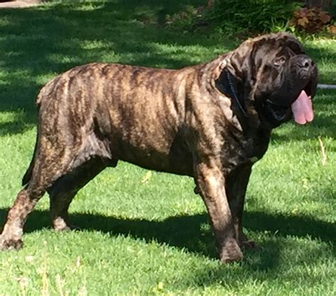 Merle Cane Corso Puppies For Sale - Bleumoonproductions