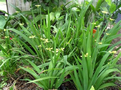 Yellow Walking Iris: Trimezia martinicensis. A very reliable, "quiet" plant. The bloom opens on ...