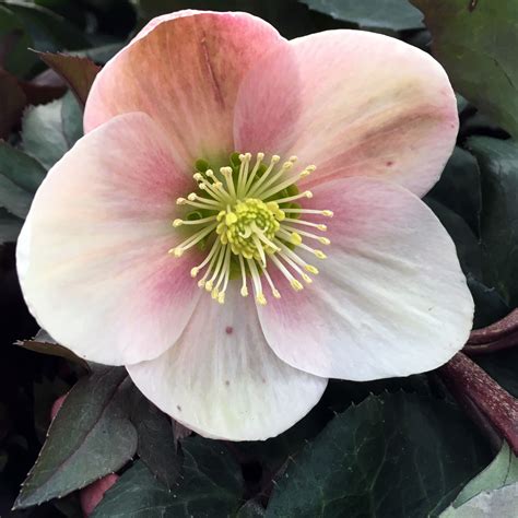 Hellebore: The Beautiful Winter Flower — Seattle's Favorite Garden Store Since 1924 - Swansons ...