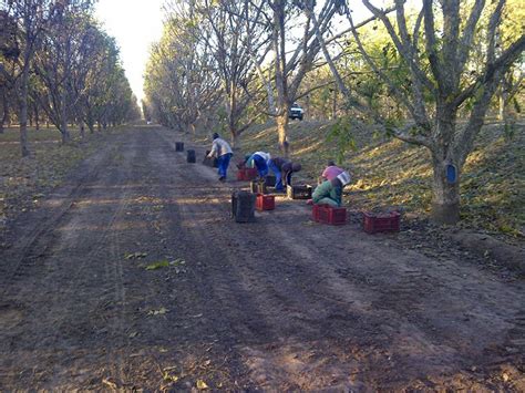 Pecan Harvesting - Oranjelandgoed Pecan Nursery | Prieska Nursery