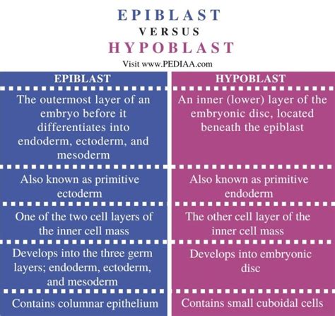 What is the Difference Between Epiblast and Hypoblast - Pediaa.Com