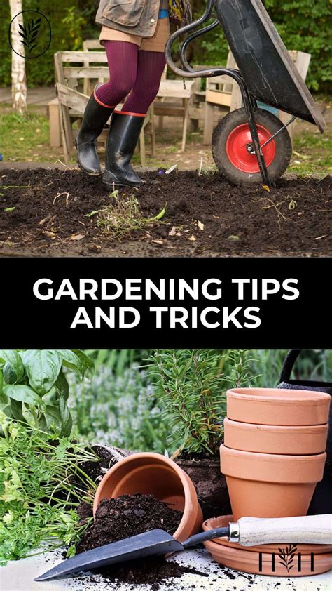 7 gardening tips and tricks 🌱 🌻 Unlock the potential of your garden