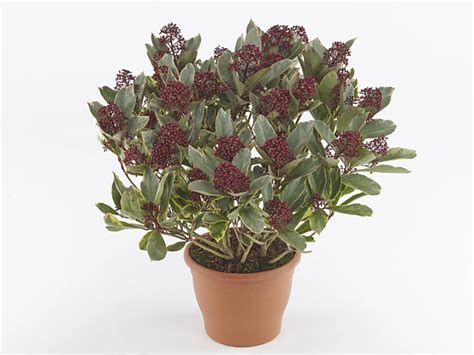 Skimmia varieties | Global Flowers Club