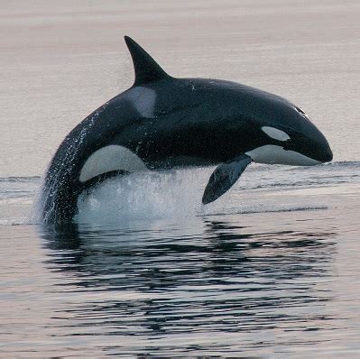 Orca Conservation | You Can Help Save The Orcas