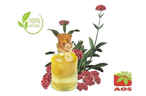 Jatamansi Oil : Uses, Benefits - AOS Products Manufacturer & Supplier