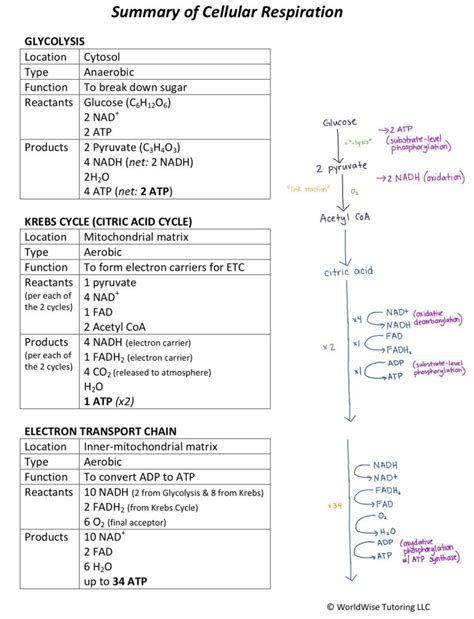 Cellular Respiration Reactants And Products Chart