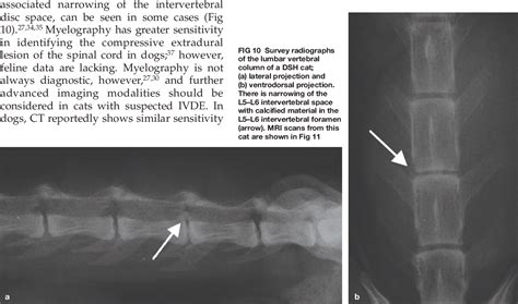 Figure 10 from Acute Spinal Cord Injury in the Cat: Causes, Treatment ...