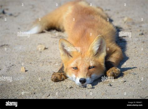 Fox. Nature and wildlife of the northern part of Sakhalin Island ...