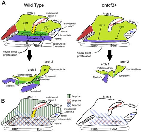 Model for the role of Wnt in dorsal-ventral arch patterning. (A)... | Download Scientific Diagram