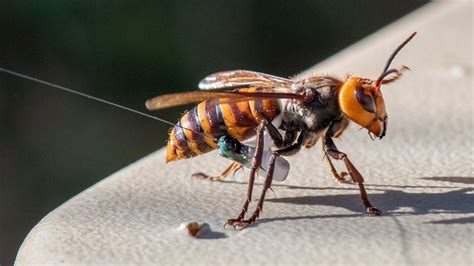 Washington State Discovers First ‘Murder Hornet’ Nest in US | Chicago ...