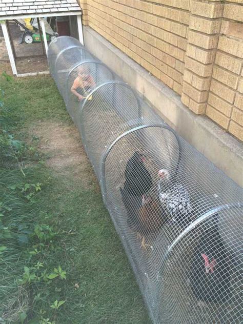 15 Ideas to Build A DIY Backyard Chicken Tunnel