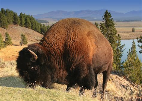 American bison | mammal | Britannica