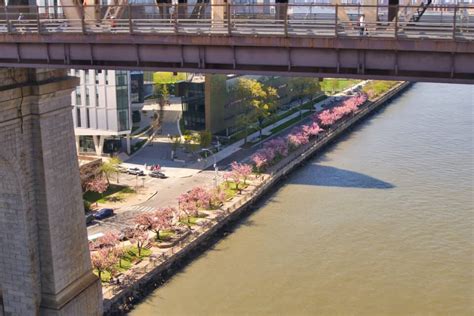 Roosevelt Island Cherry Blossoms (Complete Guide & Map)