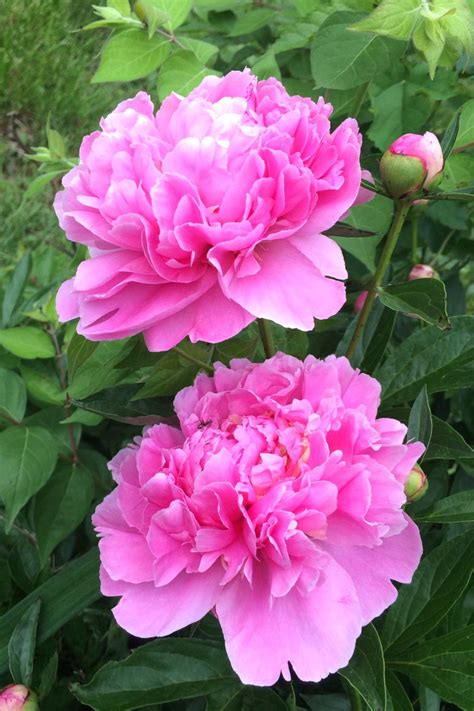 Peony - How to plant, care and grow for peonies