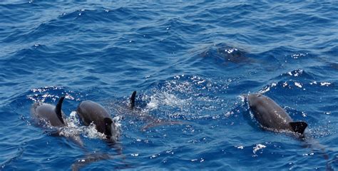 Your Complete Guide To Dolphin Tours On Jekyll Island!