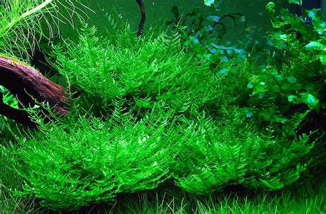 Top 5 Easy-to-Care Aquatic Moss | Planted aquarium, Live aquarium ...