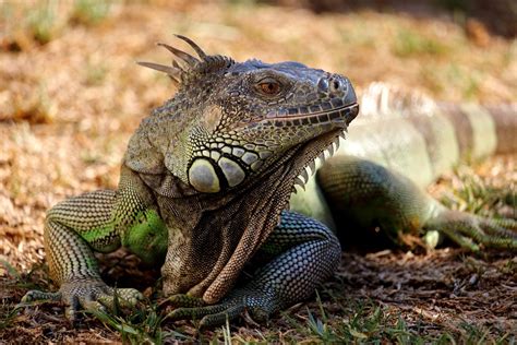 Reptil Maskottchen Tier - Kostenloses Foto auf Pixabay - Pixabay