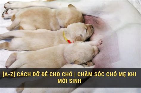 [A-Z] cách đỡ đẻ cho chó | Chăm sóc chó mẹ khi mới sinh