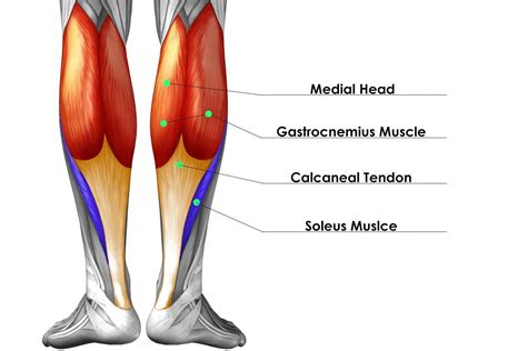 If you’re self-conscious about the size of your calves, despite ...