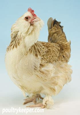 White Chicken Breeds