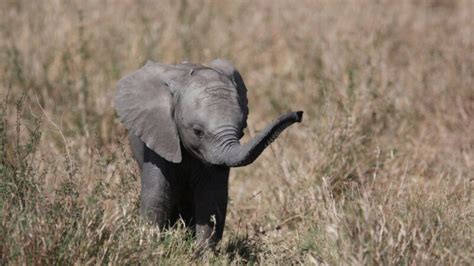 Best Baby Elephant Names | Cute And Funny - EXOtella