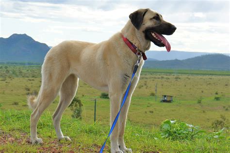 Anatolian Shepherd Dog Breed | Best Food, Training, Grooming | Bil-Jac