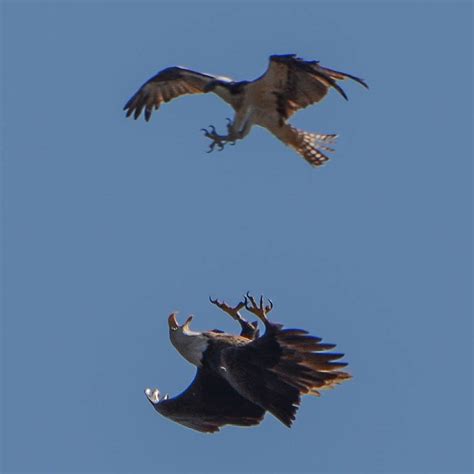 Osprey vs Bald Eagle - The Hull Truth - Boating and Fishing Forum