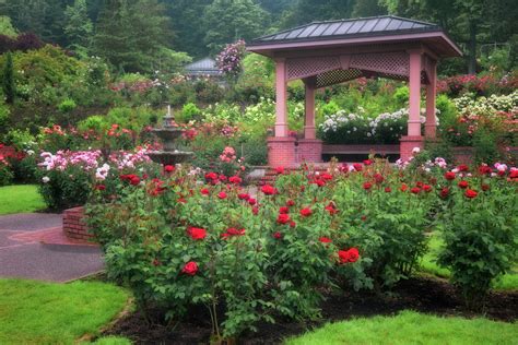 Portland's International Rose Test Garden in Washington Park displays ...