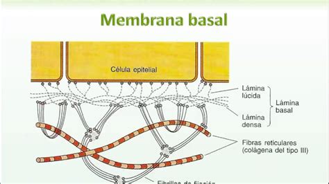 6 Sustancias amorfas y Membrana basal - YouTube