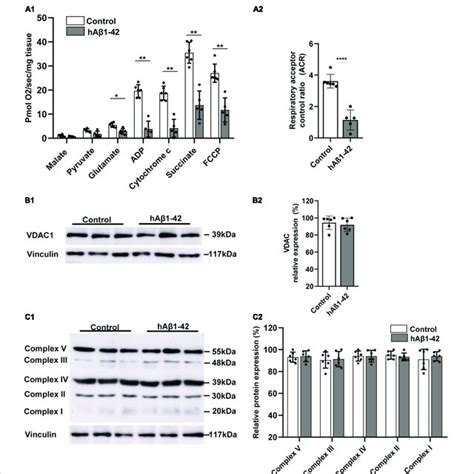 Impact of hAβ 1−42 on mitochondrial respiration and function in the... | Download Scientific Diagram