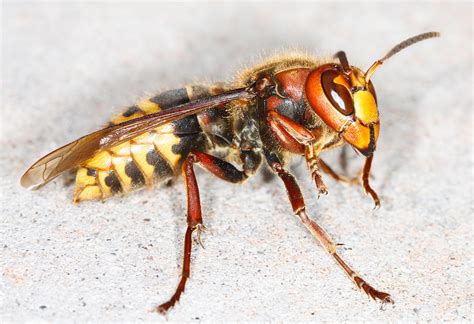 European Hornets - Identification | Threats | Treatment