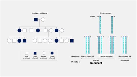 Dominant Traits and Alleles