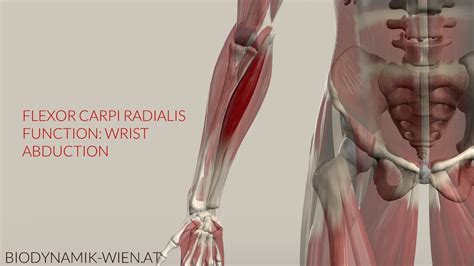 Flexor Carpi Radialis Function: Wrist Abduction (3D Animation) - YouTube