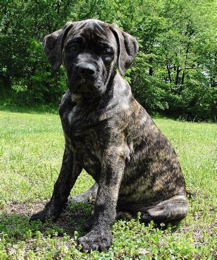 Cane Corso Puppy | Mastiff puppies, Cane corso puppies, English mastiff