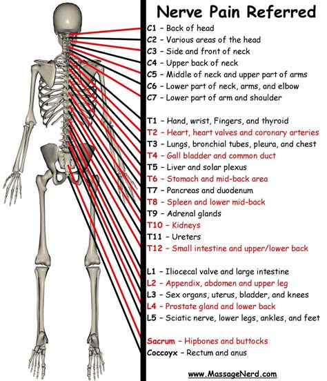 Nerve pain----- | Nerve pain, Massage therapy, Spine health