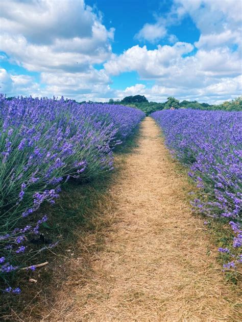 Day trip to Mayfield Lavender Farm - Life With Bugo