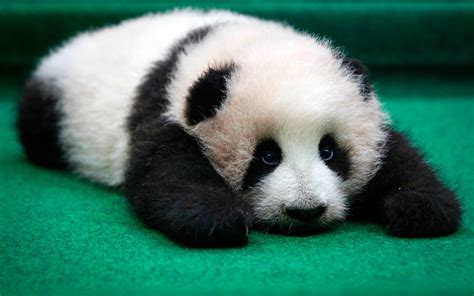 Funny Wildlife • A 4-month old female giant panda cub poses for the...